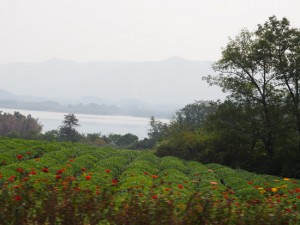 宜興紅茶 茶畑