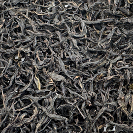 高山鳳凰単叢 老樹 桂花香 2025