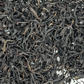 高山鳳凰単叢 古樹 海底撈針 2025