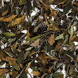 神農架 小野牡丹 2025