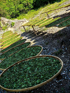 神農架 小野牡丹 2025