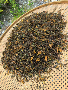 神農架 小野牡丹 2025