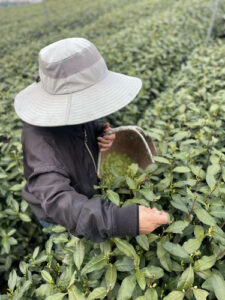 明前 西湖龍井 龍門嶺 頭採 2026