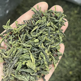 特級 六安瓜片 2026（4月11日摘）