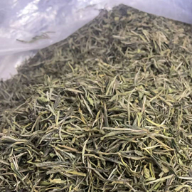 2026年 特級 霍山黄芽（4月20日摘）