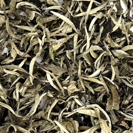 雲南白茶 月光白 2025